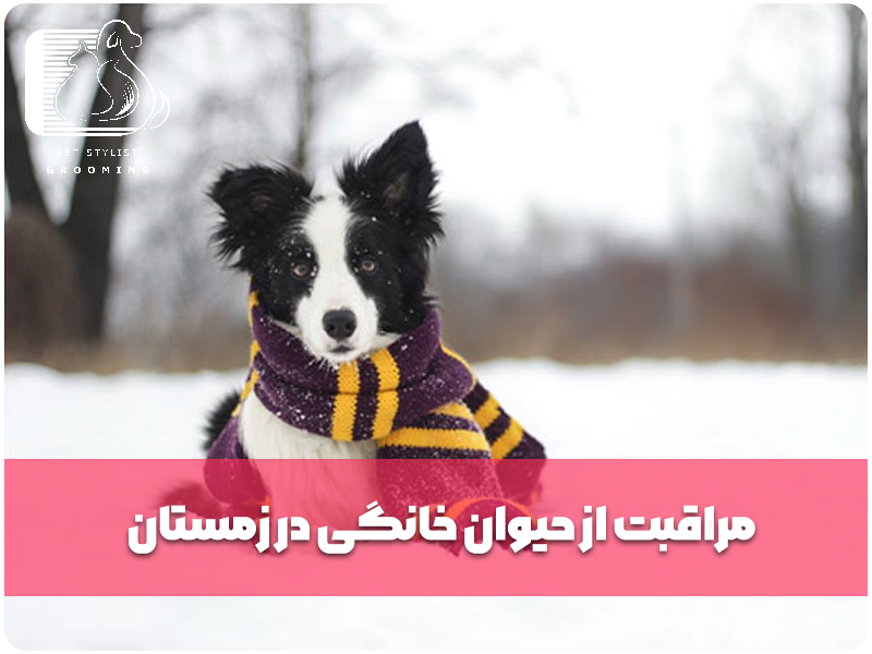 مراقبت از حیوان خانگی در زمستان